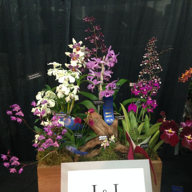  - 2018 Ottawa Orchid show
