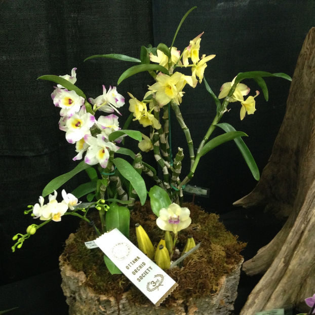  - 2018 Ottawa Orchid show