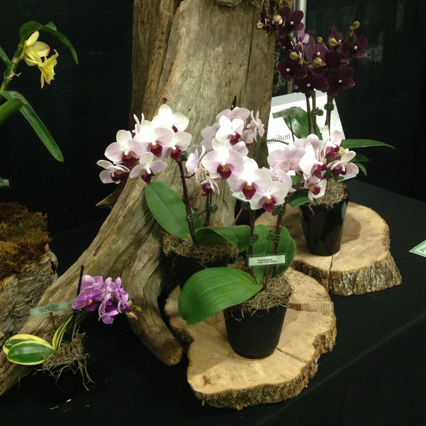  - 2018 Ottawa Orchid show