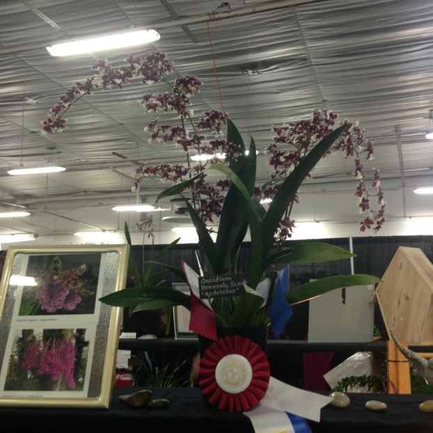  - 2018 Ottawa Orchid show