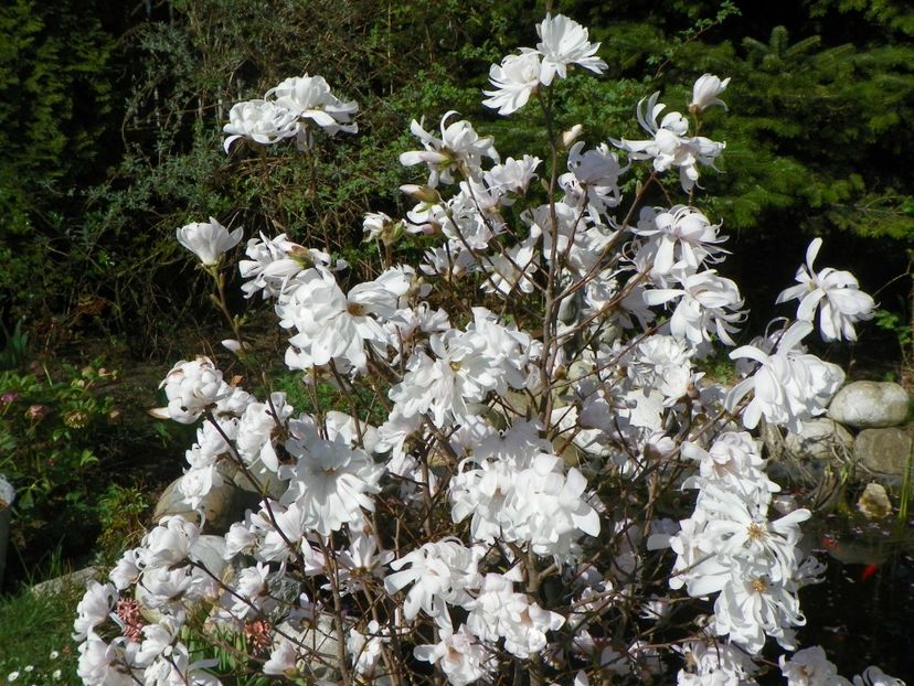 magnolia stellata - Copacei si arbusti 2018