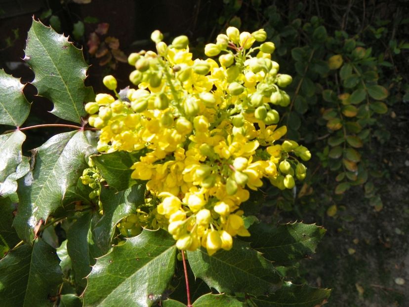 mahonia aquifolium - Copacei si arbusti 2018