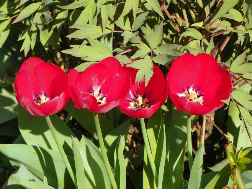 13 apr (7) - Primavara 2018