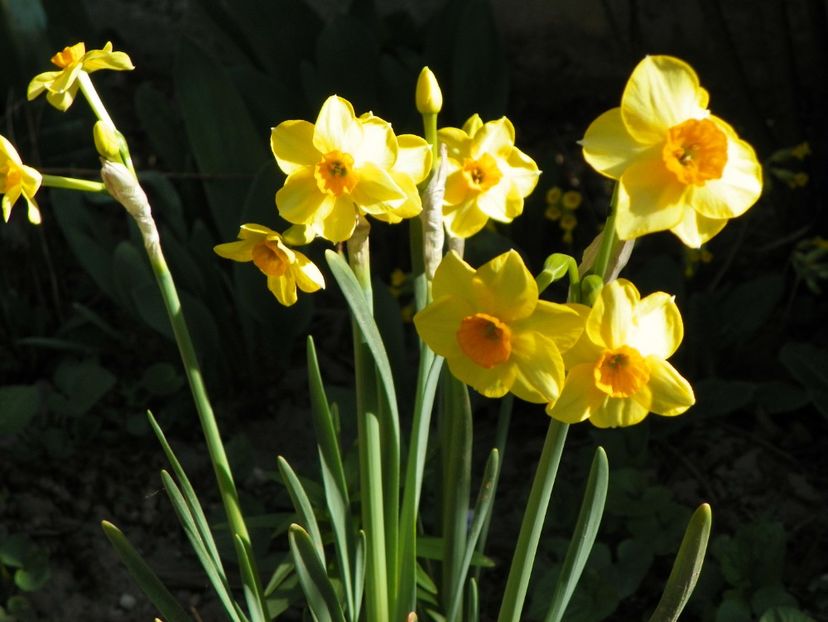 13 apr (8) - Primavara 2018