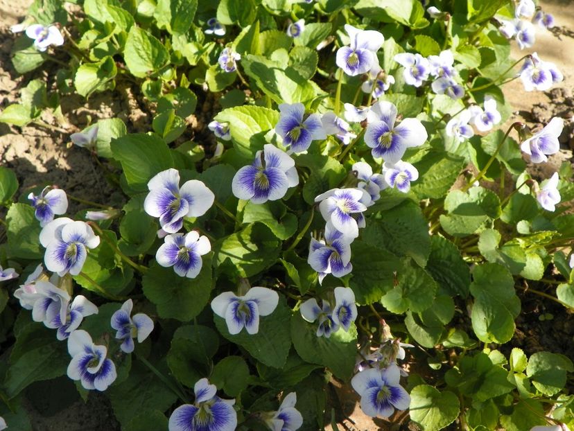 13 apr (9) - Primavara 2018