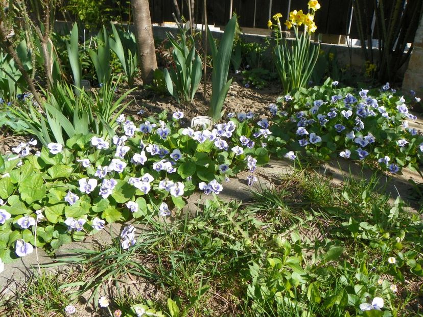 13 apr (10) - Primavara 2018