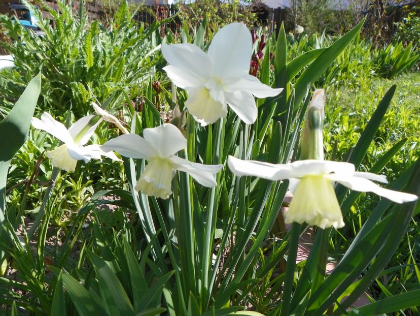 13 apr (15) - Primavara 2018