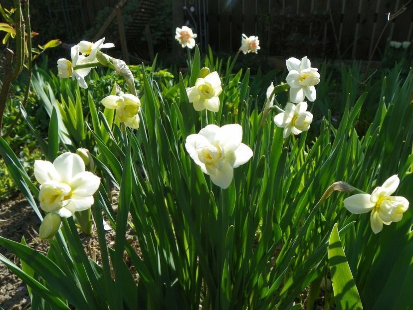 13 apr (18) - Primavara 2018