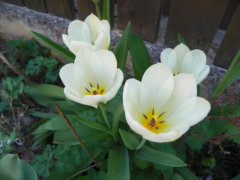 13 apr (19) - Primavara 2018