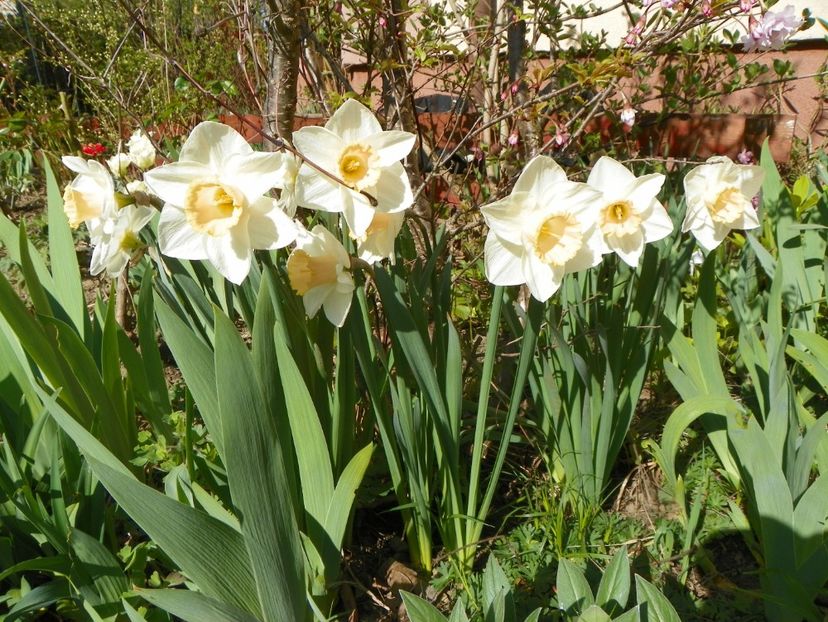 13 apr (20) - Primavara 2018