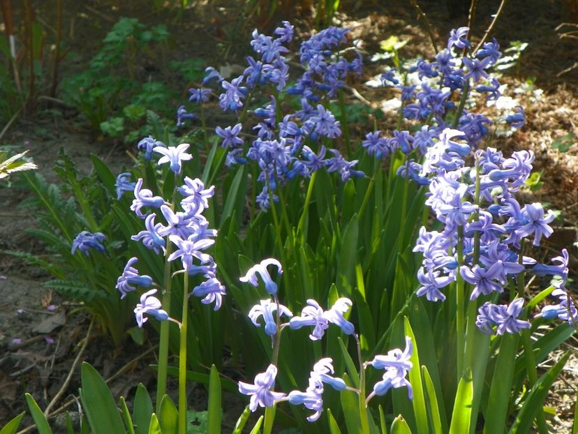 13 apr (23) - Primavara 2018