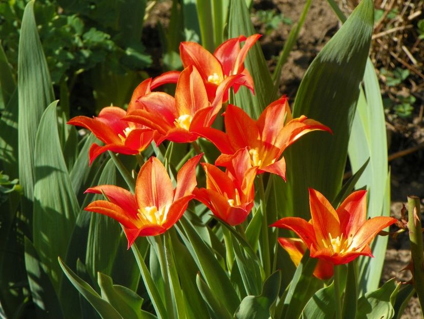 13 apr (24) - Primavara 2018