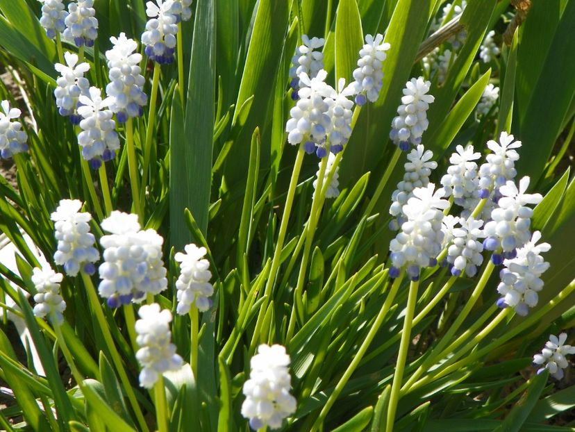 13 apr (25) - Primavara 2018