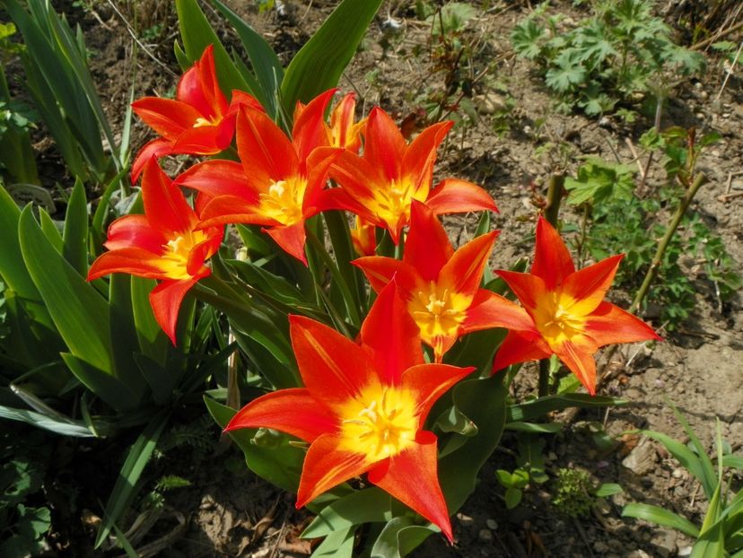 13 apr (28) - Primavara 2018