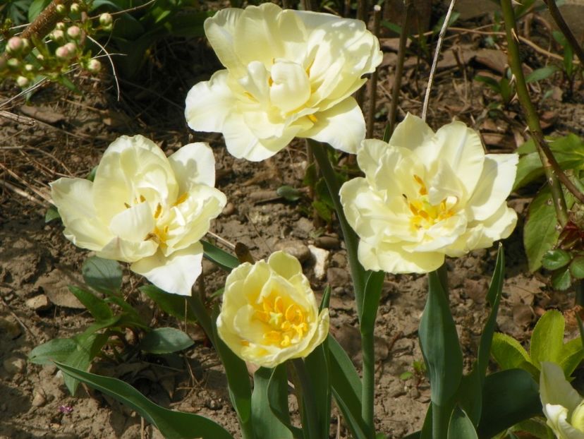 13 apr (29) - Primavara 2018