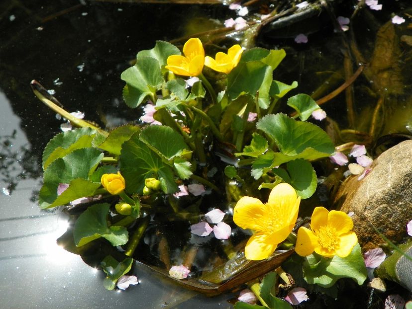 13 apr (31) - Primavara 2018