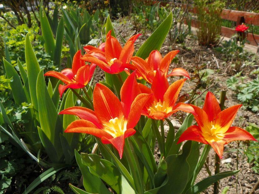 13 apr (35) - Primavara 2018