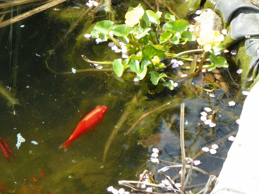 13 apr (36) - Primavara 2018