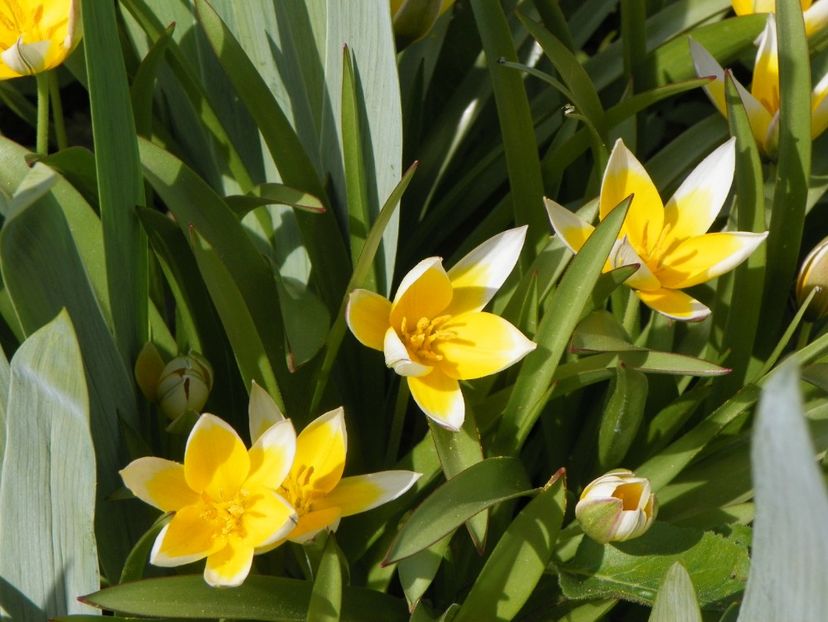 13 apr (40) - Primavara 2018