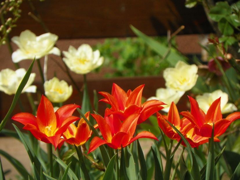 13 apr (42) - Primavara 2018