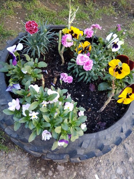  - Flori de PRIMAVARA-VARA -2018