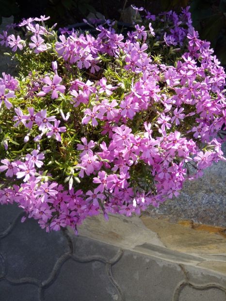  - Flori de PRIMAVARA-VARA -2018