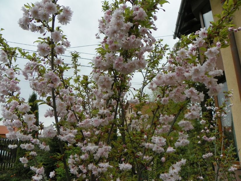 prunus incisa Oshidori - Copacei si arbusti 2018