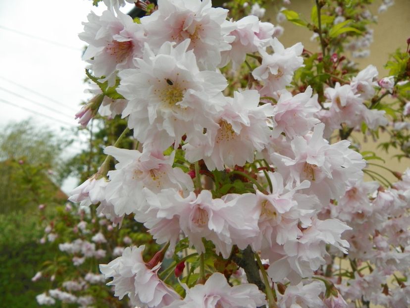 prunus incisa Oshidori - Copacei si arbusti 2018