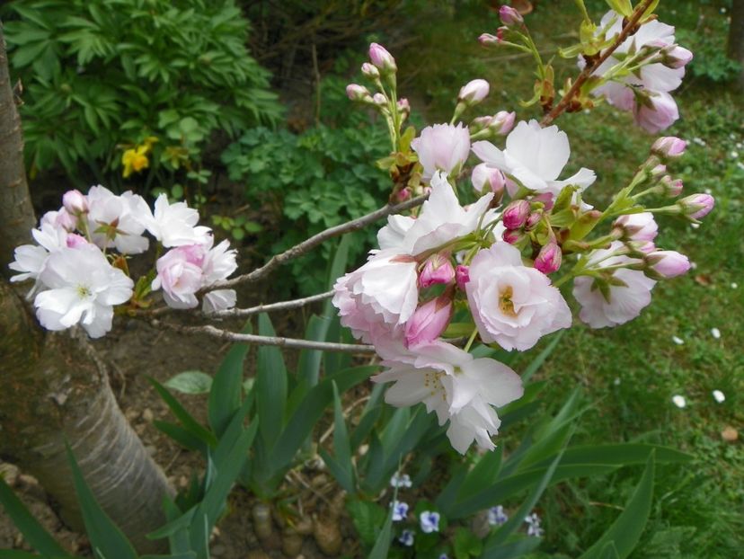 prunus Amanogawa - Copacei si arbusti 2018