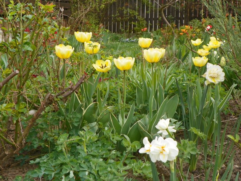 15 apr (1) - Primavara 2018