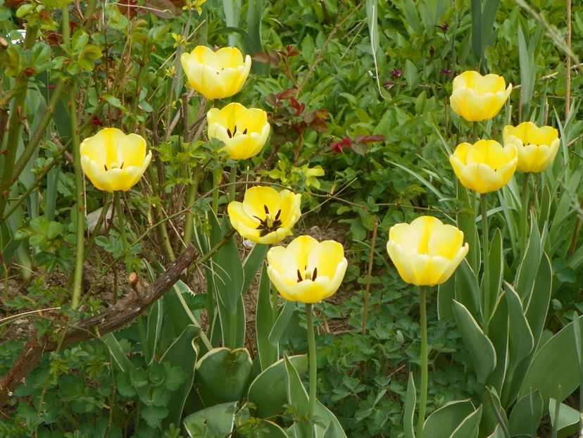 15 apr (5) - Primavara 2018