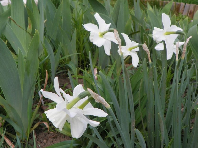 15 apr (7) - Primavara 2018