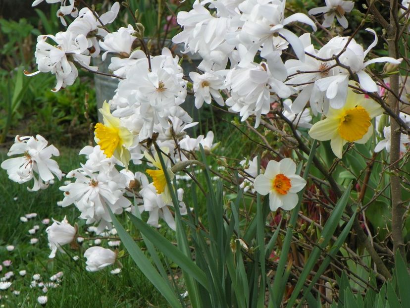 15 apr (8) - Primavara 2018