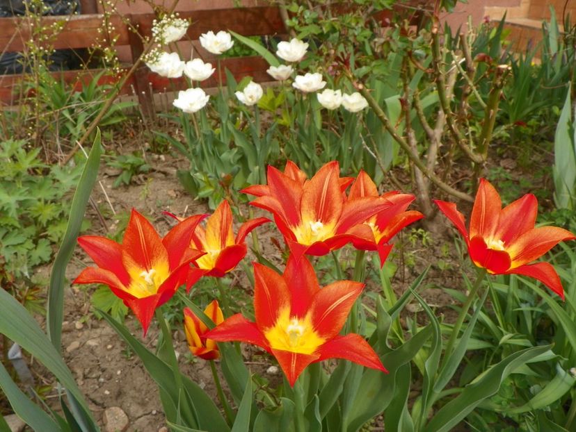 15 apr (10) - Primavara 2018