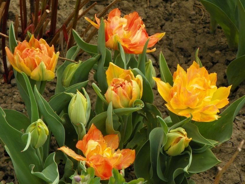 15 apr (11) - Primavara 2018