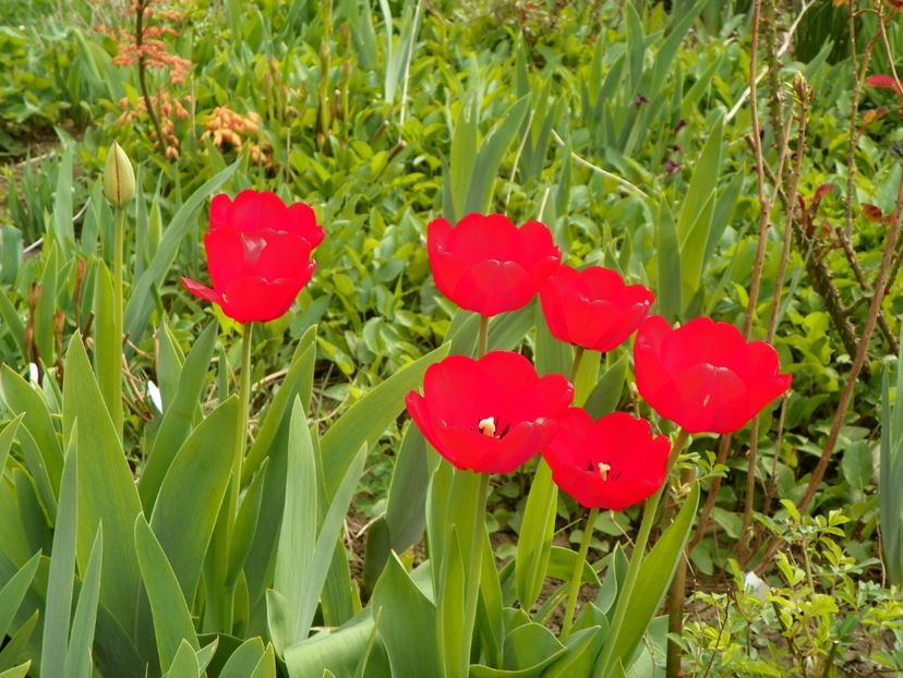 15 apr (12) - Primavara 2018