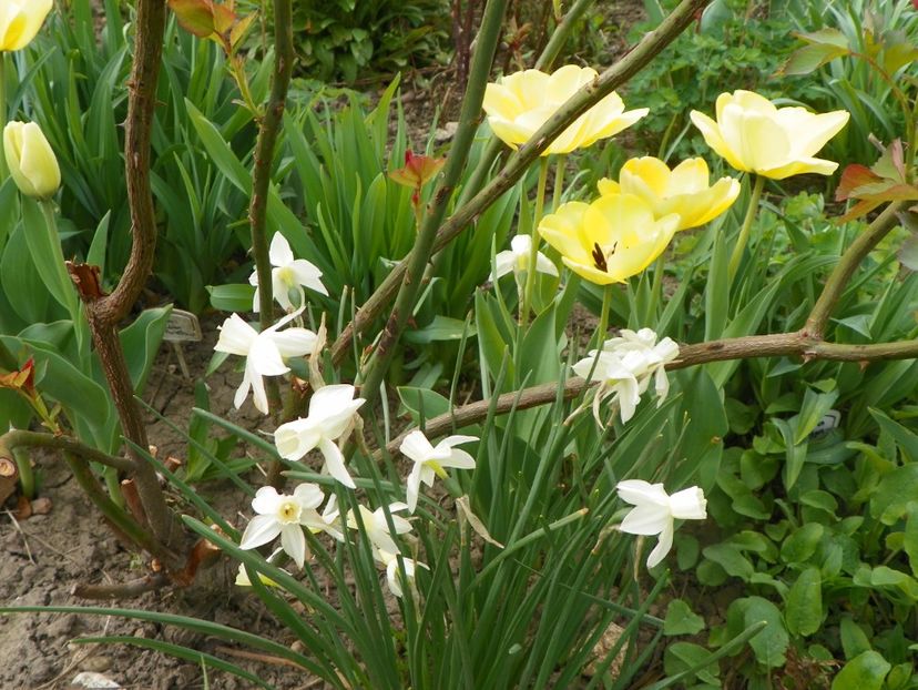 15 apr (13) - Primavara 2018