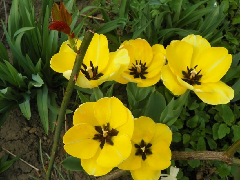 15 apr (14) - Primavara 2018