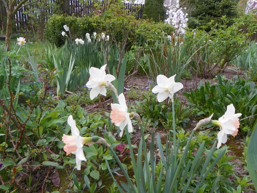 15 apr (16) - Primavara 2018