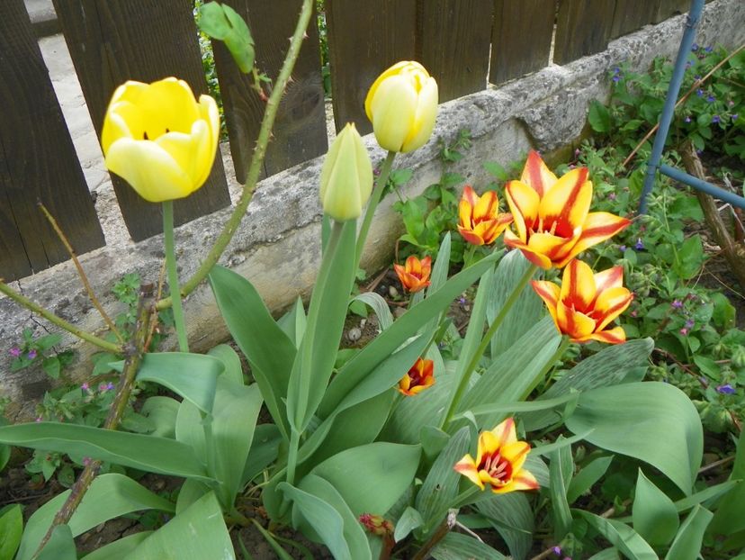 15 apr (17) - Primavara 2018