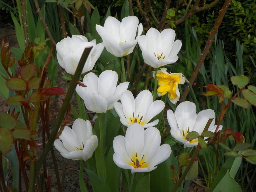 15 apr (18) - Primavara 2018