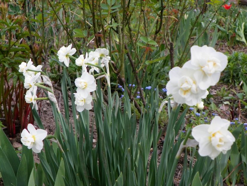 15 apr (19) - Primavara 2018