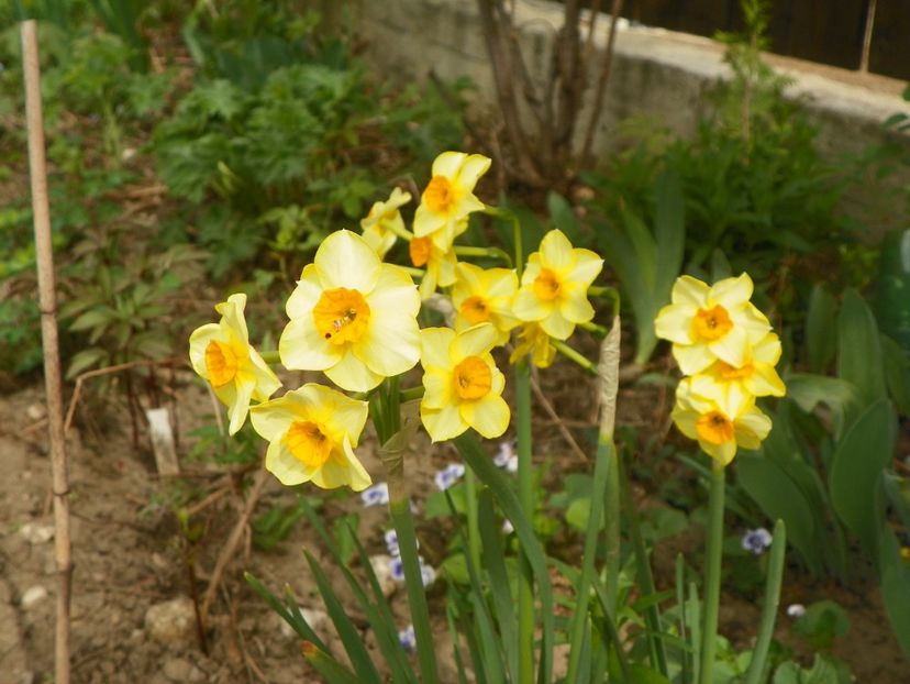 15 apr (20) - Primavara 2018