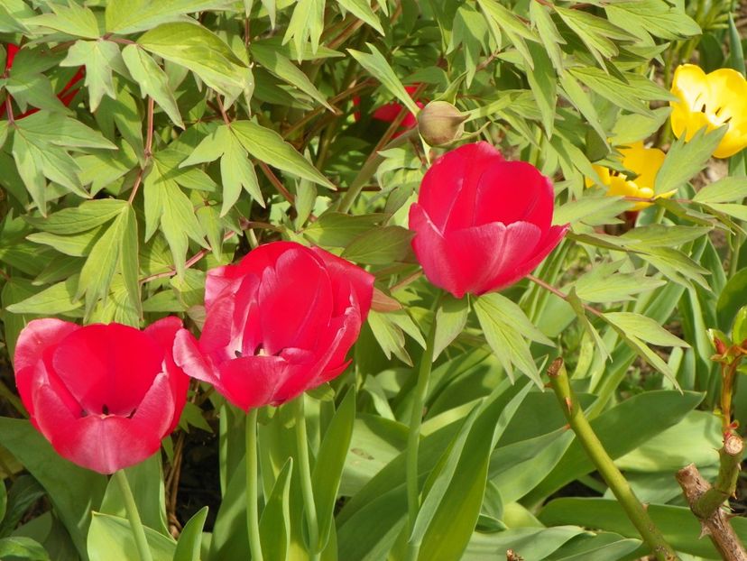 15 apr (23) - Primavara 2018