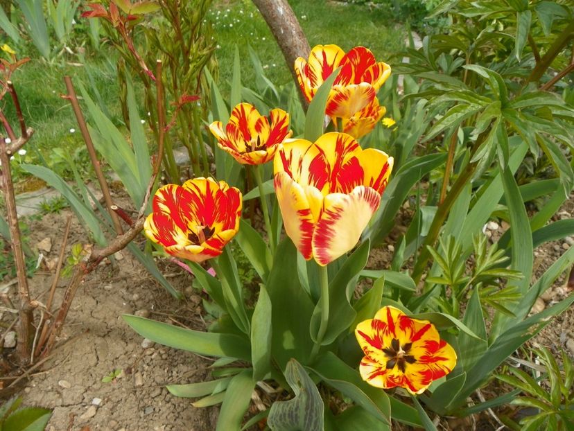 15 apr (27) - Primavara 2018