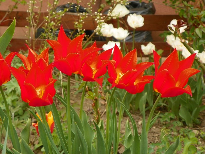 15 apr (58) - Primavara 2018