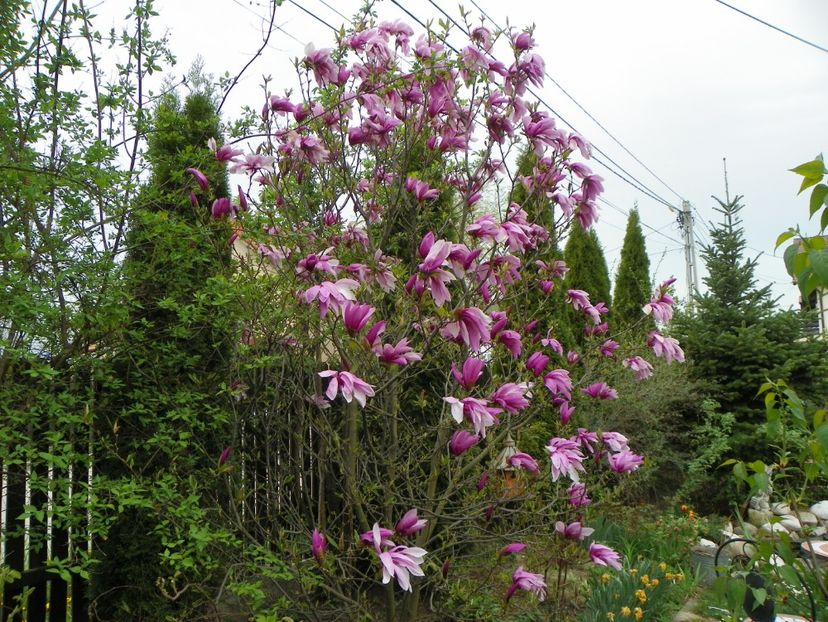 magnolia Susan - Copacei si arbusti 2018