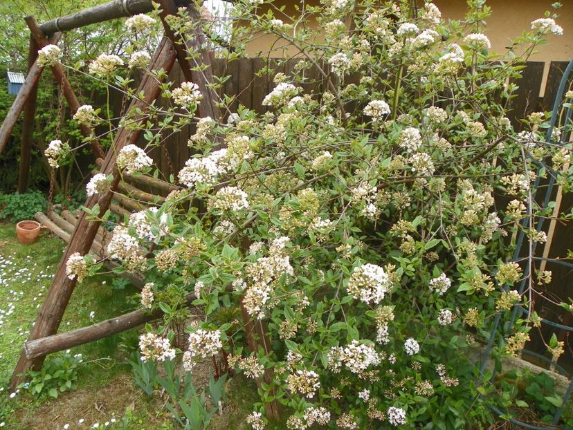 viburnum burkwoodii - Copacei si arbusti 2018