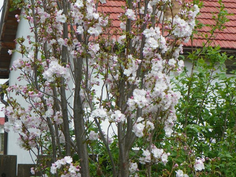 prunus Amanogawa - Copacei si arbusti 2018