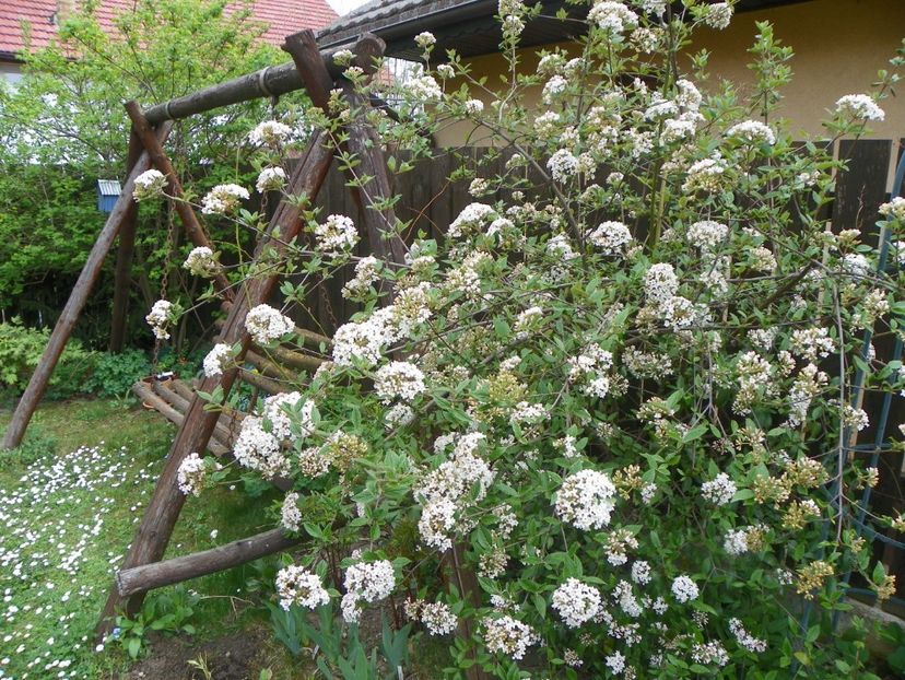viburnum burkwoodii - Copacei si arbusti 2018